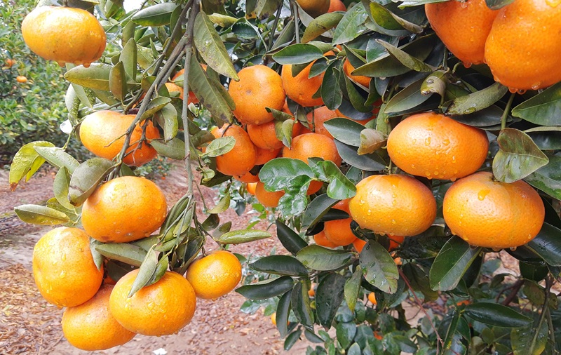 Recovering Peruvian citrus score 15 percent export uptick