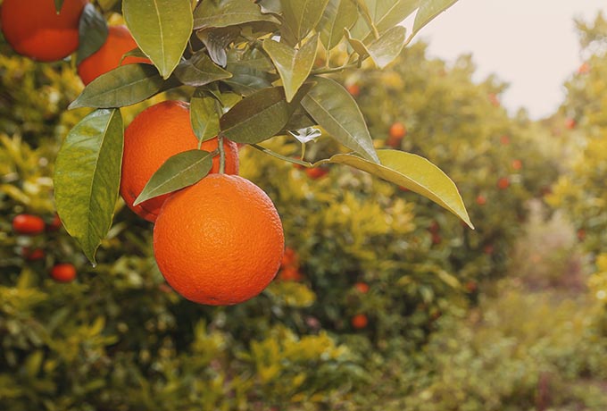 Citrus groves potentially bearing brazil oranges