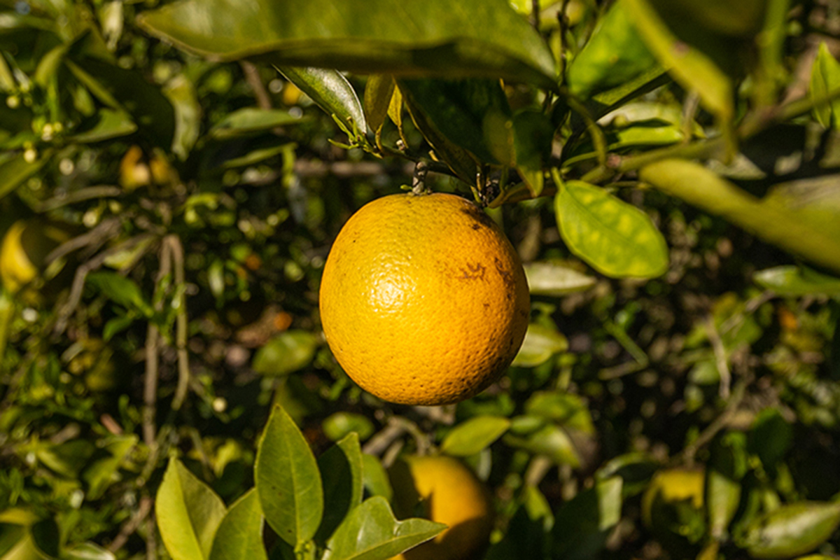 Citrus greening disease and the importance of community outreach