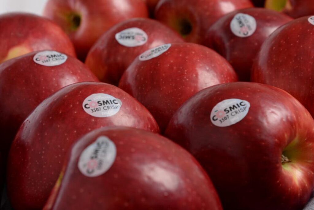 First Chilean Cosmic Crisp apples to hit shelves in Brazil and Taiwan
