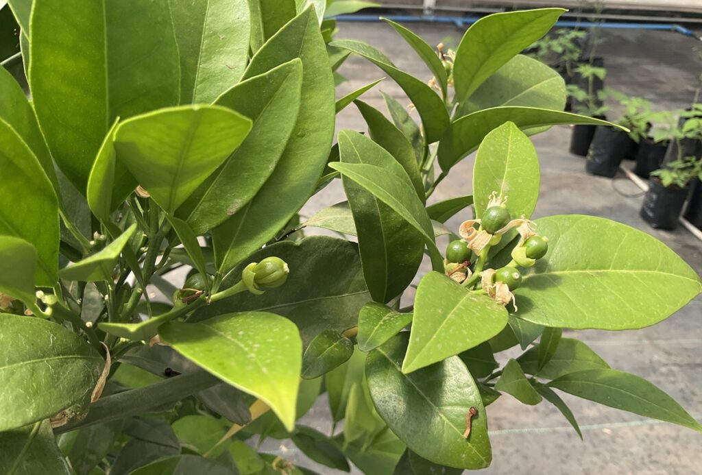 Chilean biotech Meristem pioneers gene-editing technique to create more climate-resistant citrus