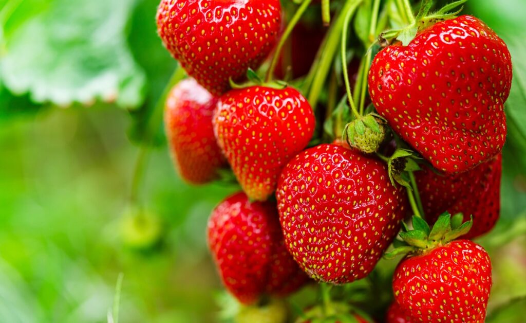 European strawberry market shows strengths amid rising challenges, says Freshfel