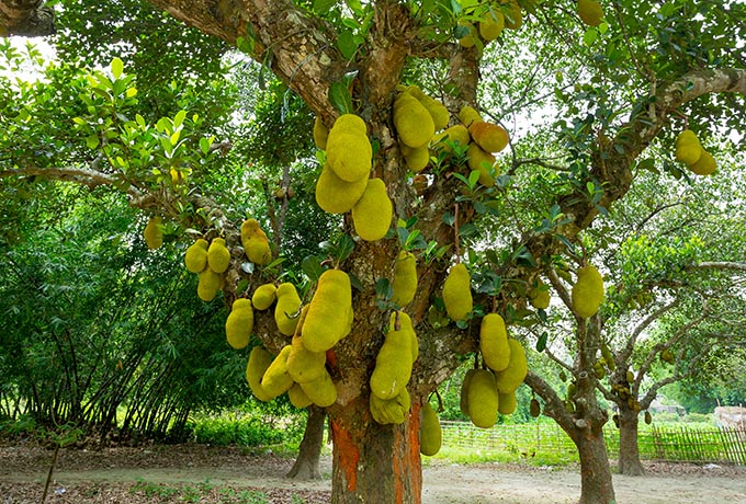 A jackfruit tree bearing fruit