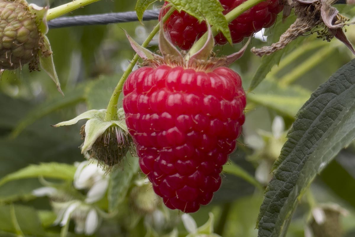 Malaika raspberries to hit European retail soon