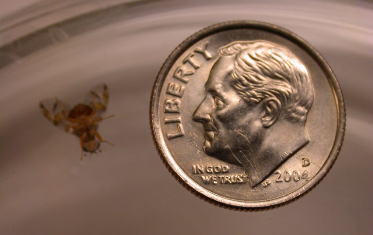 A medfly stands right next to a quarter as a size gauge