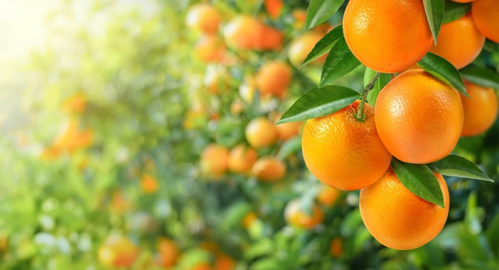 Chile secures Mexican market access for its oranges