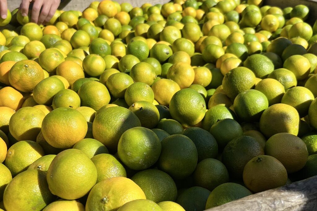 Oppy’s citrus category shines with global diversity and peak season quality