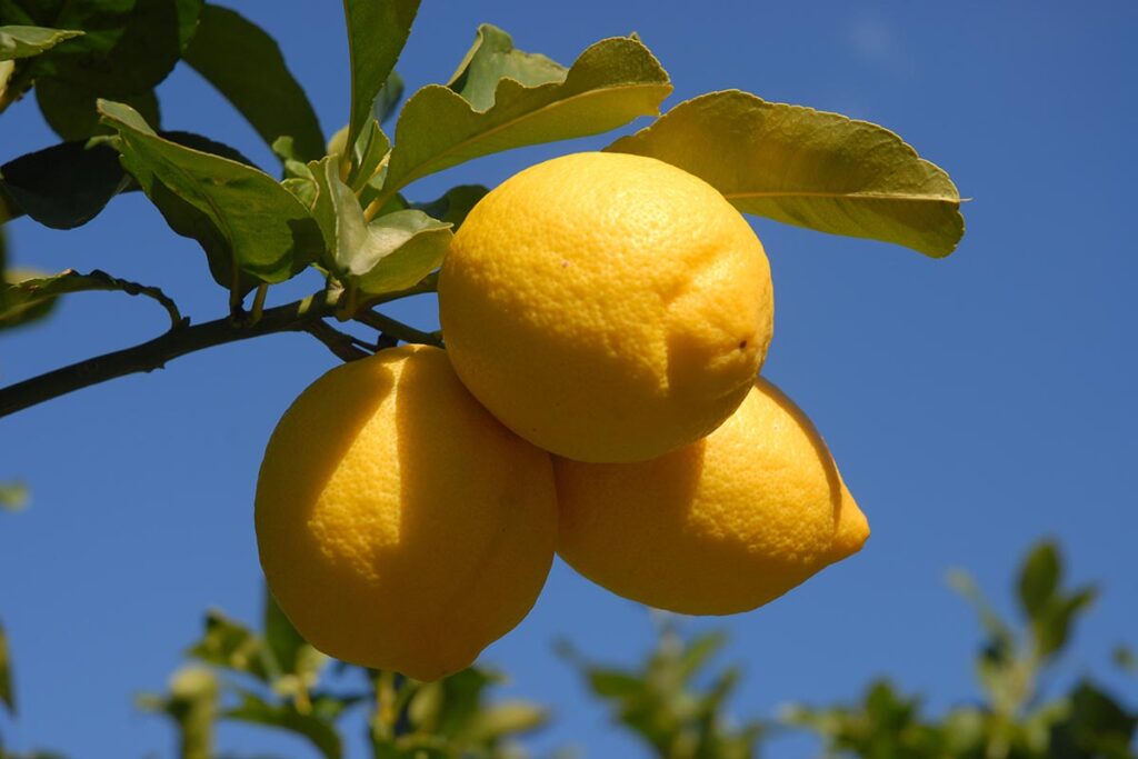 USDA proposal seeks new definition for seedless lemons