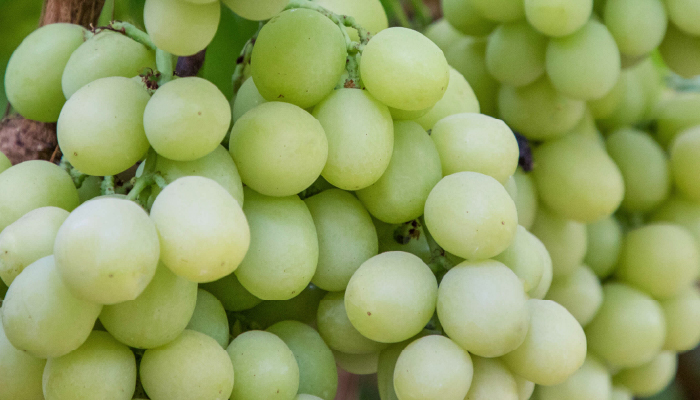 Sun World grapes