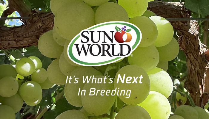 Sun World's expert guide on how to lead innovation in the fruit industry