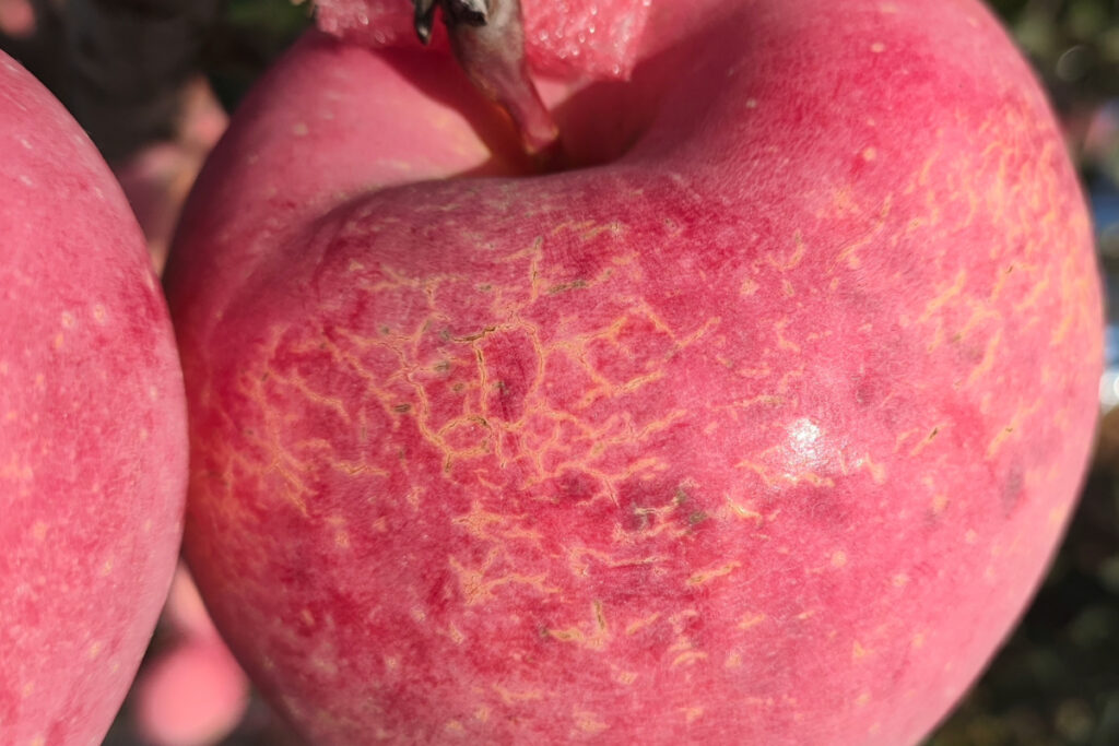 China's Shandong apple growers face challenges as heavy rains impact crop quality and prices