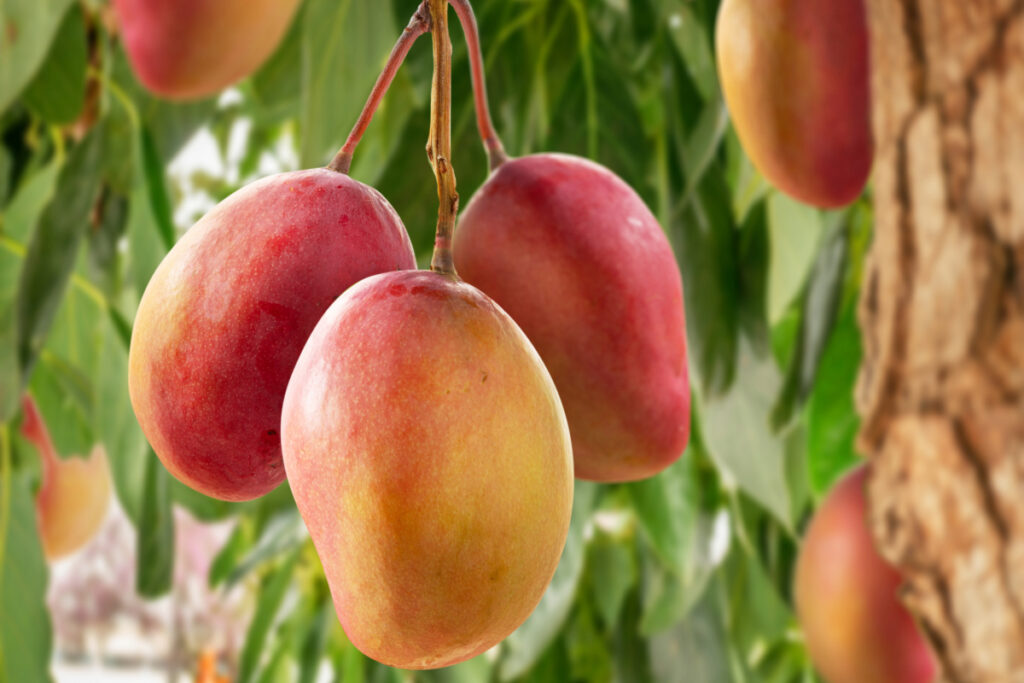 USDA referendum to decide future of National Mango Board. Vote concludes November 12.