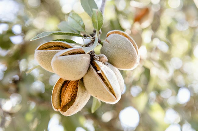 Almonds on tree