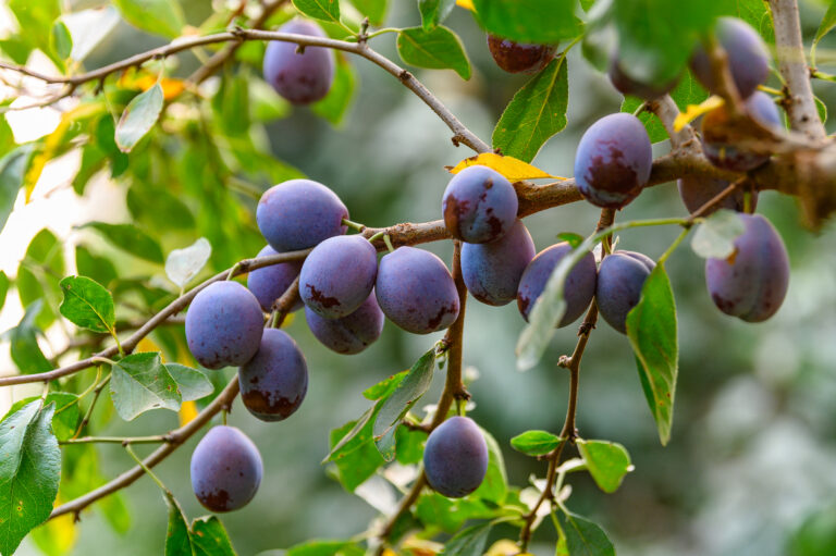 2020 Prune Harvest in Madera, CA. Photography by Alycia Moreno for California Prunes<br> prune harvest and processing, farmer Richard Loquaci