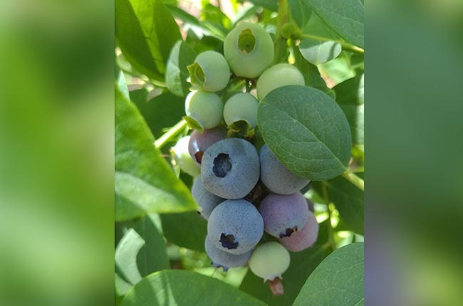 varietal renewal blueberries in Chile