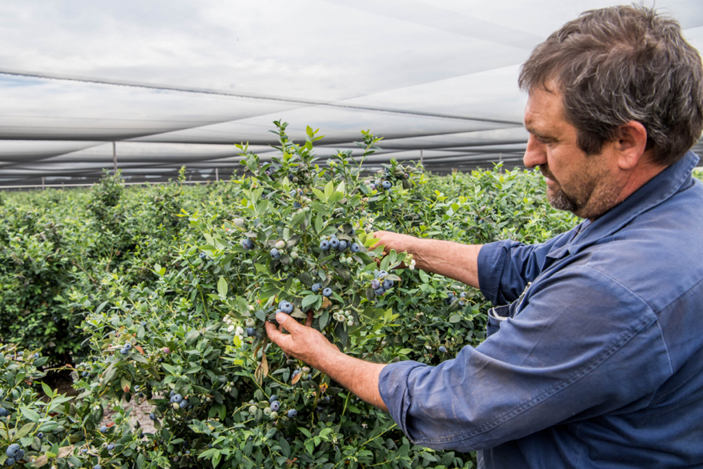 Australian blueberries gain Vietnam market access in new export agreement