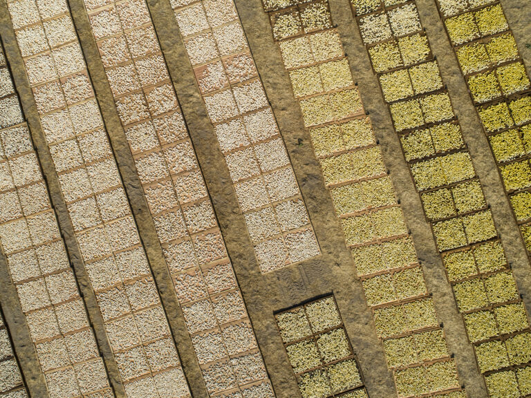 Califoria fig drying beds