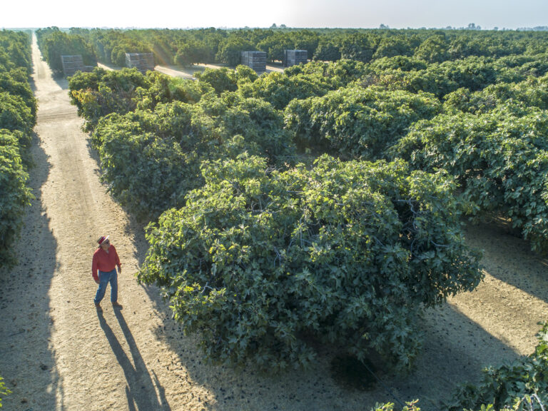 California fig orchards