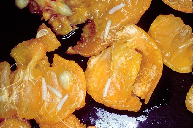 Caribbean Fruit fly larvae