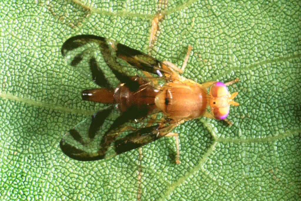 California faces first Caribbean Fruit Fly quarantine since 1985 in Los Angeles County