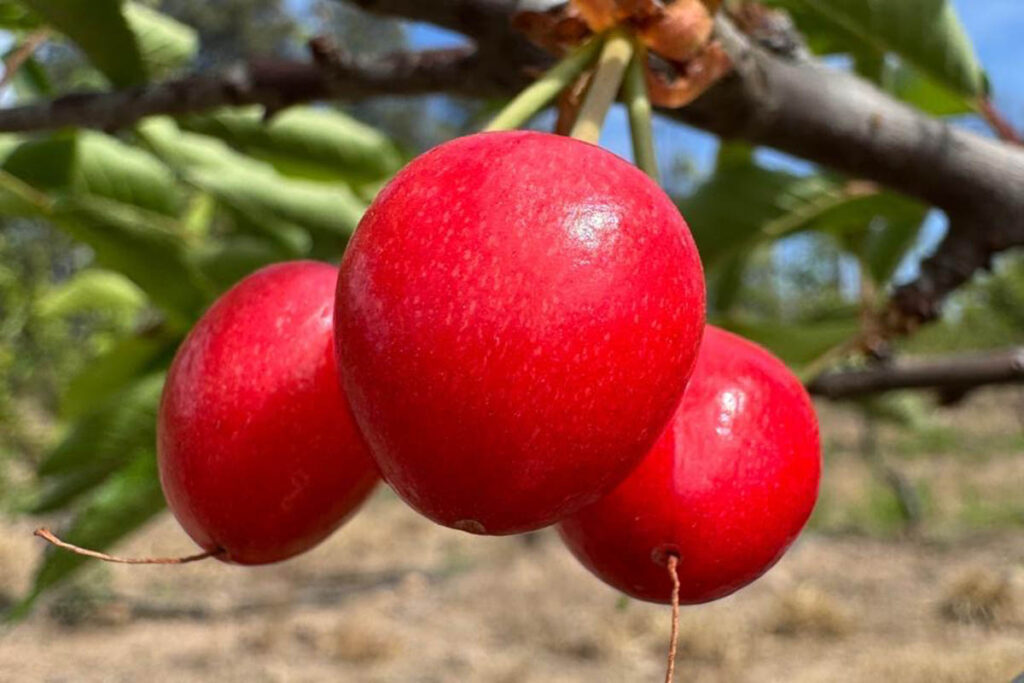 Groundbreaking cherry harvest in Argentina's Jujuy Valley creates new market opportunity