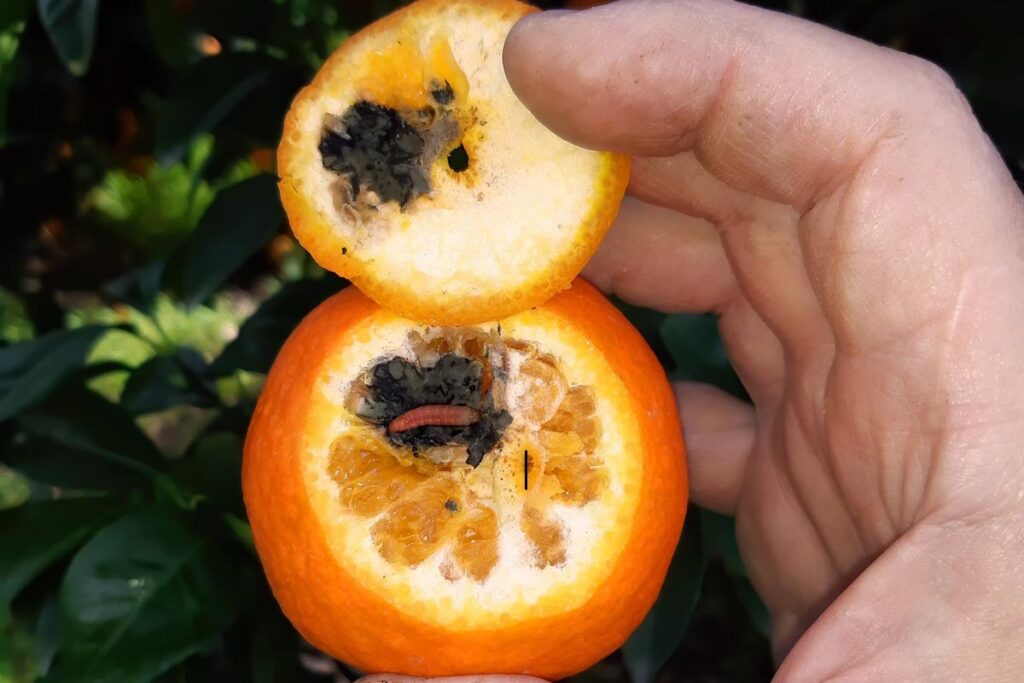 South African citrus under scrutiny: AVA-ASAJA urges EU for exhaustive review amid pest detections