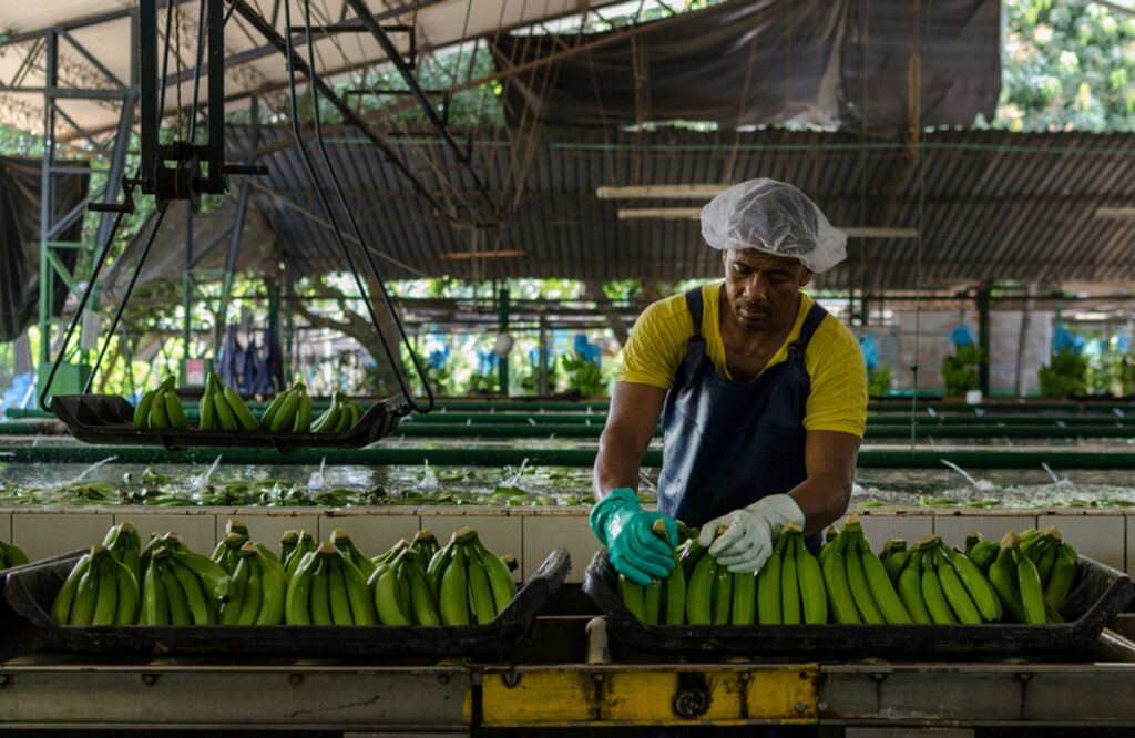 PISBA reactivation: A decisive step for Colombian banana competitiveness and security in the face of drug trafficking crisis