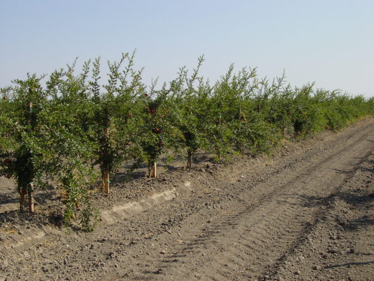 Pomegranate trees