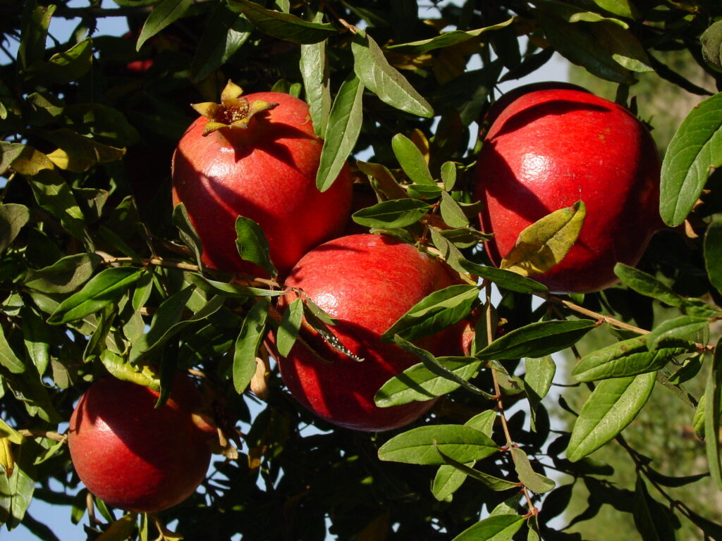 Juice maker Stiebs sees stable pomegranate supply in an increasingly competitive market