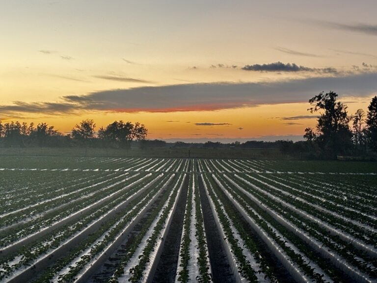 potentially Sun Belle's strawberry field in Florida