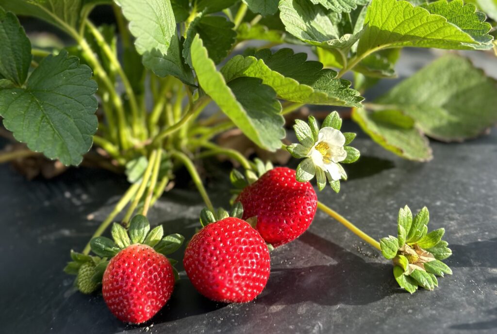 Sun Belle's strawberry program expansion adds Florida growers to secure year-round supply
