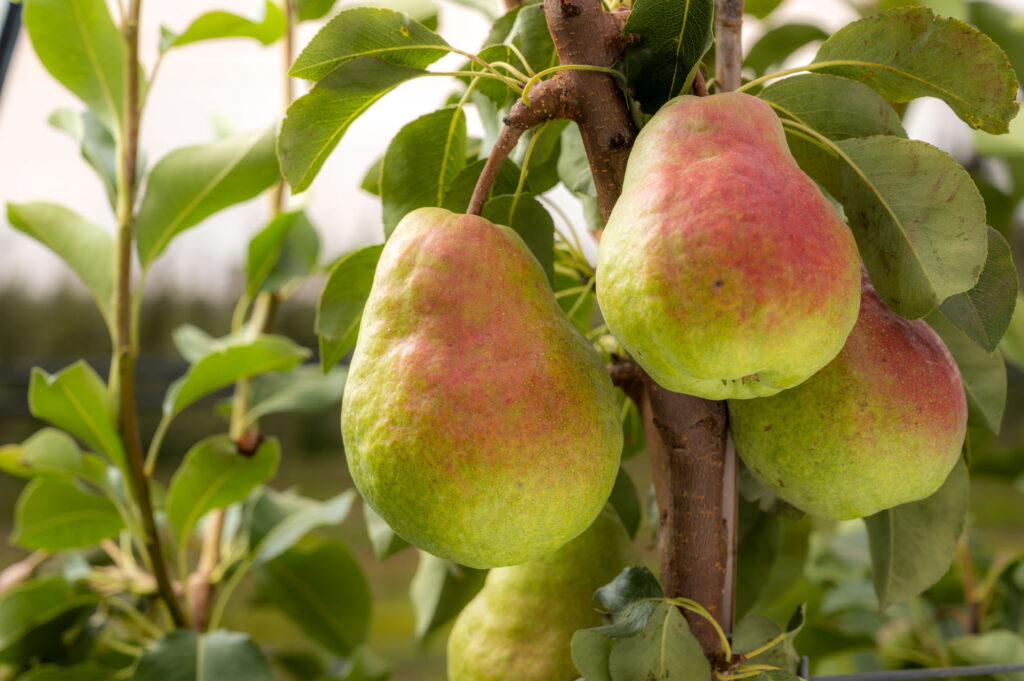 Automation and innovation drive a strong 2024-25 pear season for Stemilt