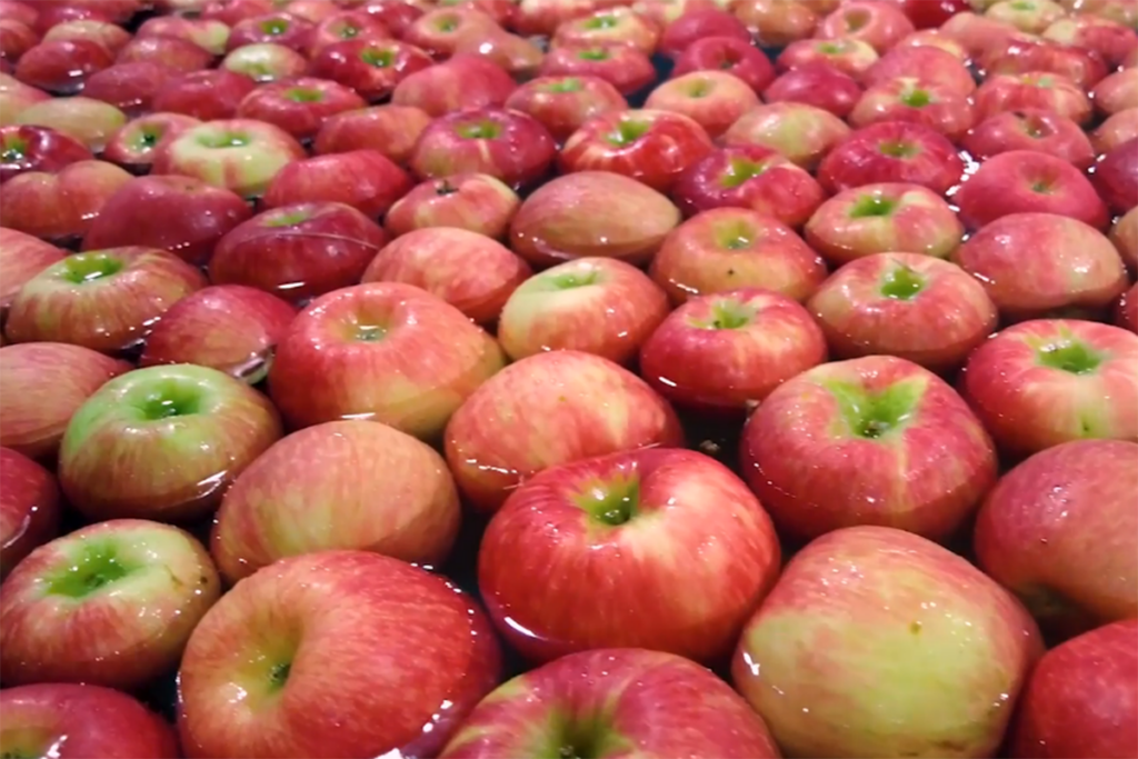 Year-round apple supply: Honeybear proudly showcases Pazazz®, JUICI® and more at IFPA 2025