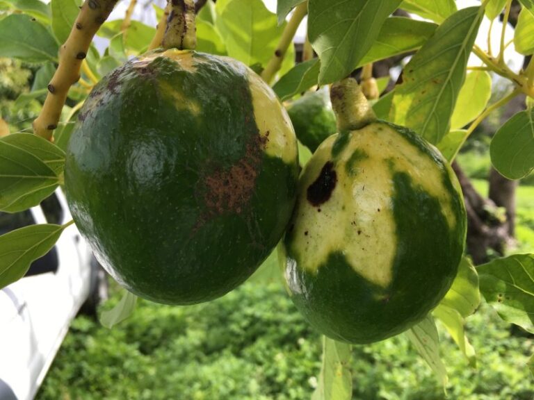 sunblotch viroid in avocado