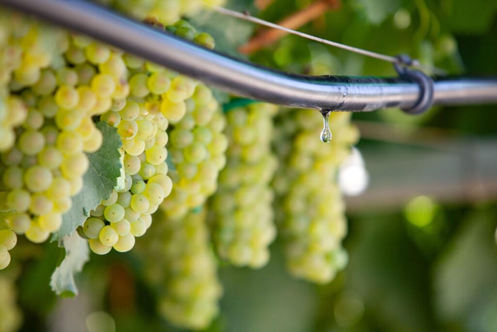 Irritec's precision irrigation: Boosting table grape yields and sustainability in the shift to seedless