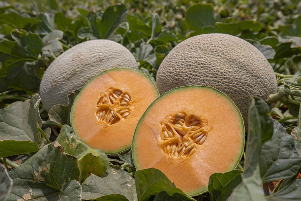 Strategic shift: Fyffes divests melon division to strengthen core fruit categories