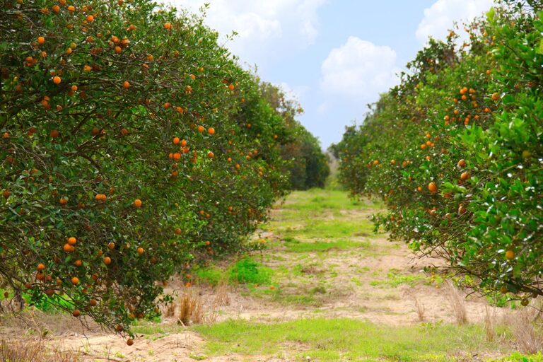 Rows of Florida orange groves