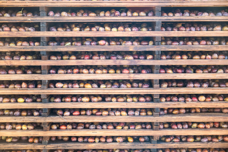 California prune processing and drying.