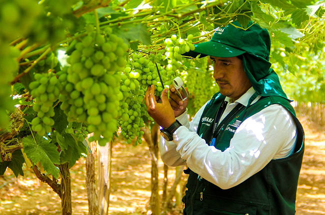 Peru table grapes