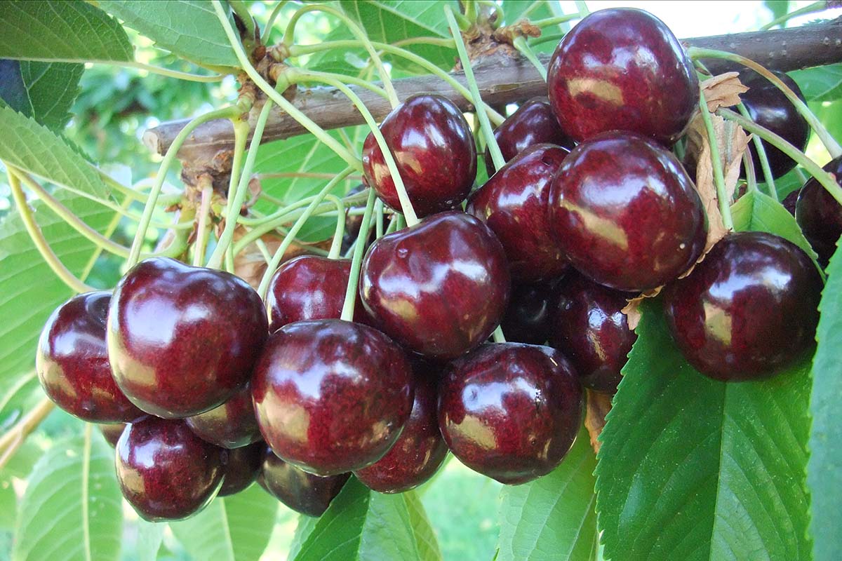 Settlement finally reached in Staccato cherry patent dispute—but