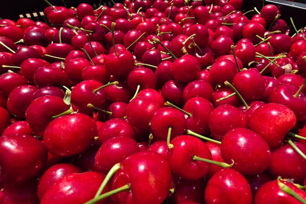 Tru-Cape’s 2025 cherry season begins under ideal conditions—growers anticipate strong, early harvest