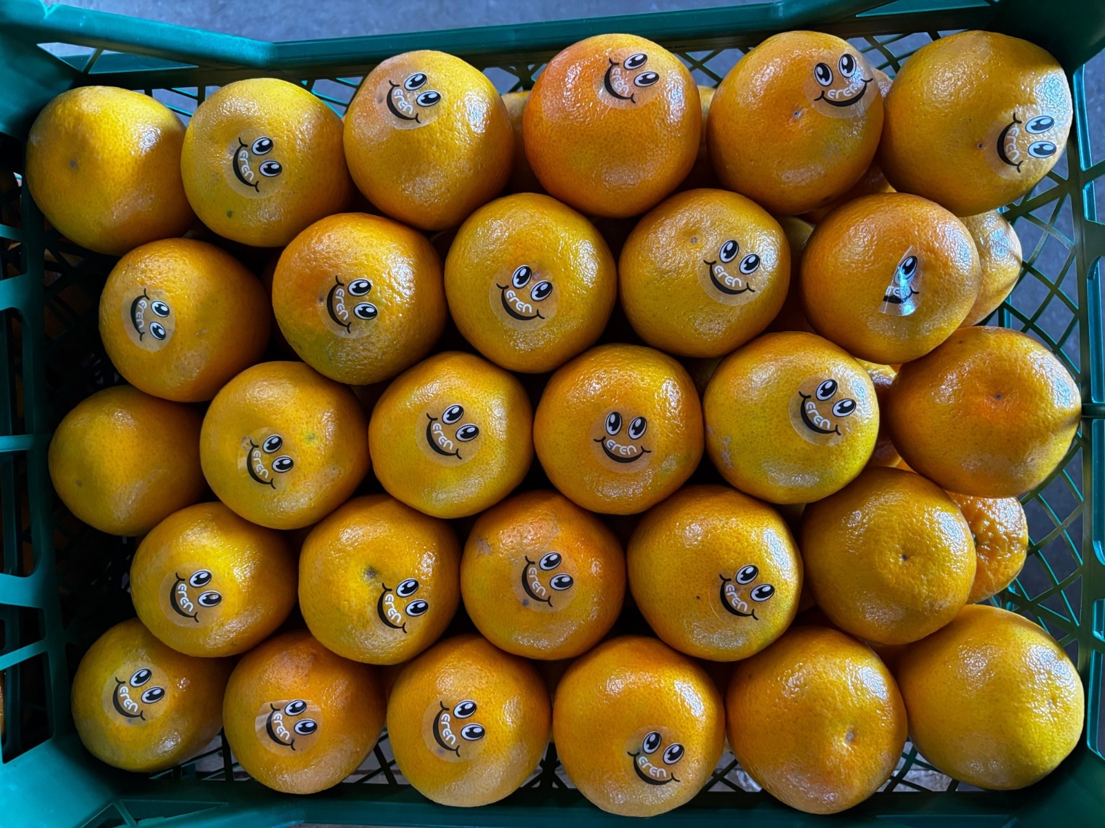 Turkish mandarin season sees strong yields