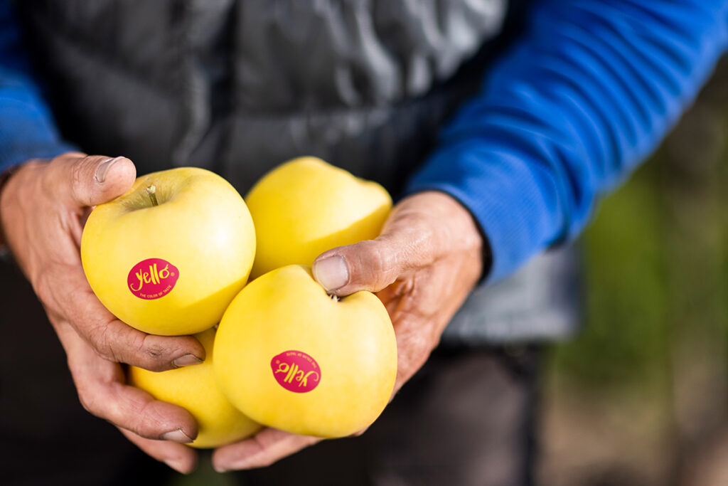 Yello apple: The premium segment leader with exotic appeal