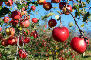 Electronic certification and better market access mark Canada-Mexico agri-food trade talks – FreshFruitPortal.com