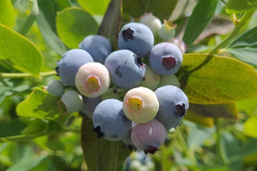 Chile anticipates a high-quality 2025 blueberry season thanks to varietal renewal