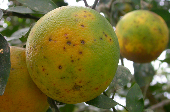 Citrus with black spot
