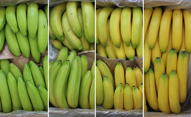 Catalytic generators ripening process