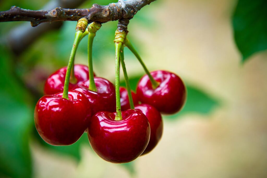 Global fresh cherry production expected to drop over 10 percent in 2025-26