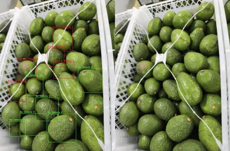 DiMuto AI detecting defects on two cases of avocados