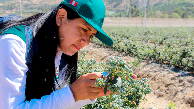 Peruvian blueberry exports double as the US and China lead demand